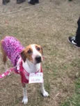 Felipa