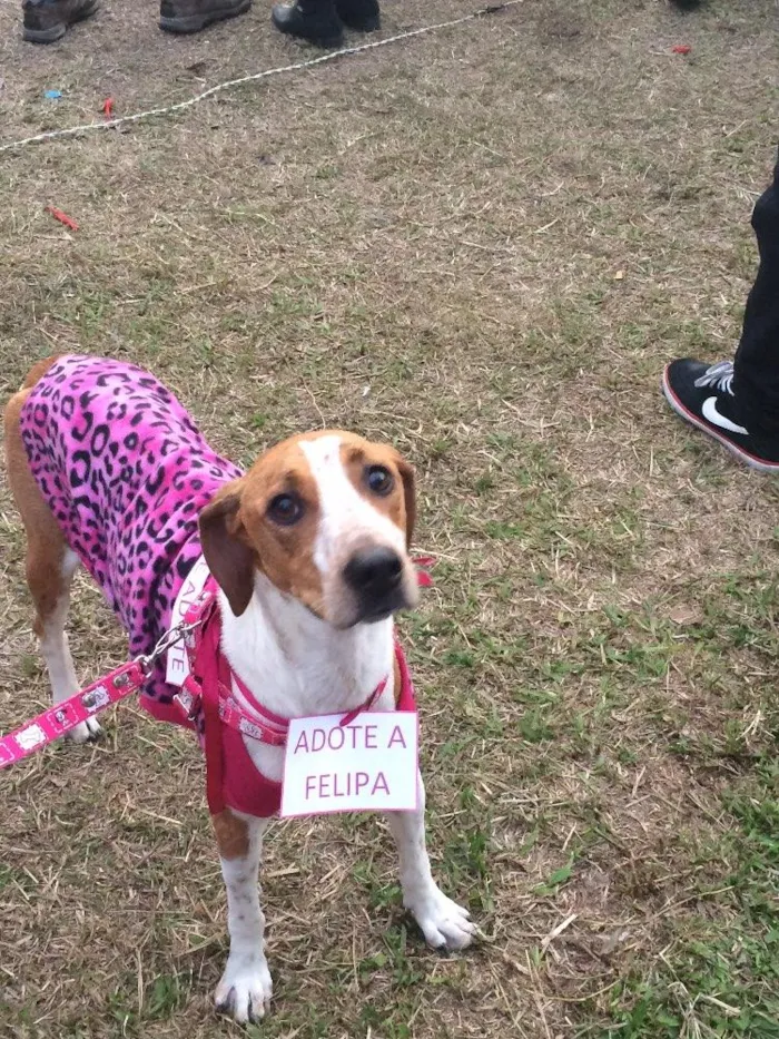 Cachorro ra a Vira-lata idade 2 anos nome Felipa