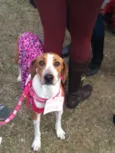 Felipa