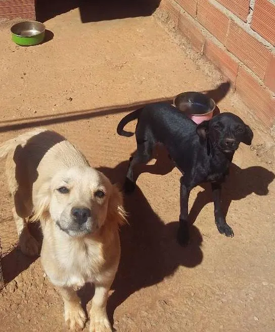 Cachorro ra a NAO SEI idade 1 ano nome KATARA / NYMERIA