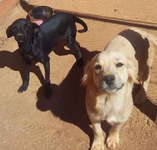 Cachorro ra a NAO SEI idade 1 ano nome KATARA / NYMERIA