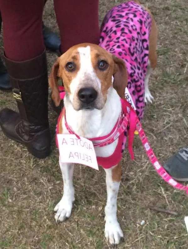 Cachorro ra a Vira-lata idade 2 anos nome Felipa