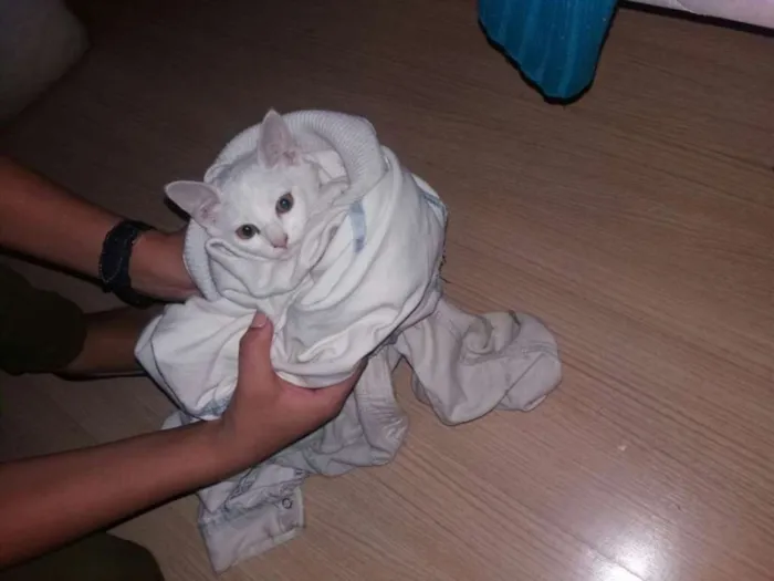 Gato ra a  idade Abaixo de 2 meses nome Nina