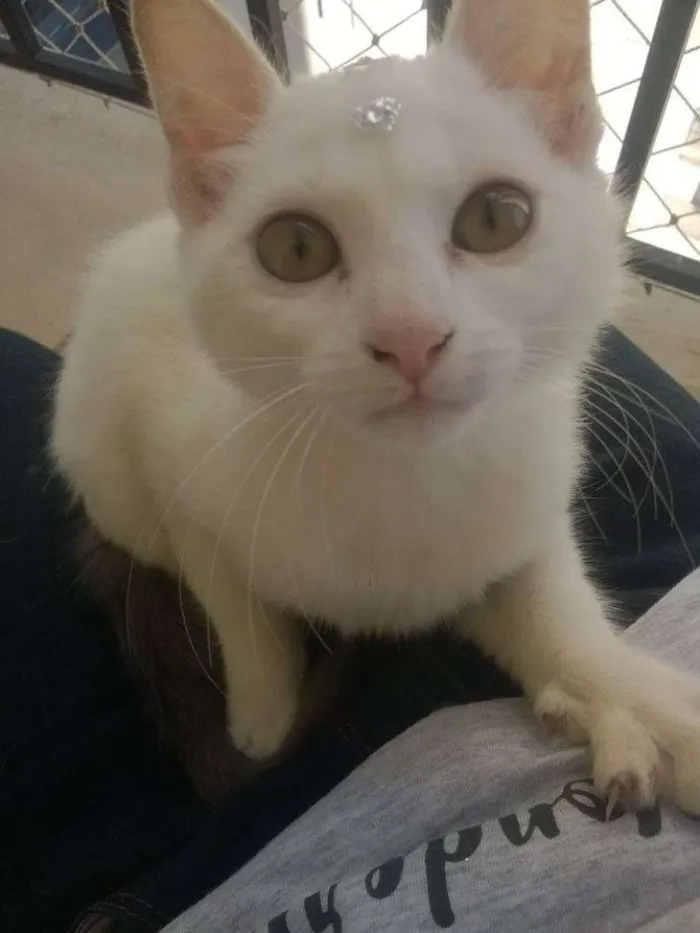 Gato ra a  idade Abaixo de 2 meses nome Nina