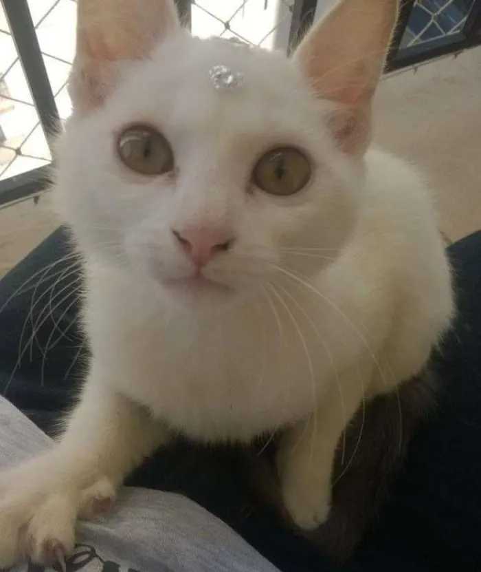 Gato ra a  idade Abaixo de 2 meses nome Nina