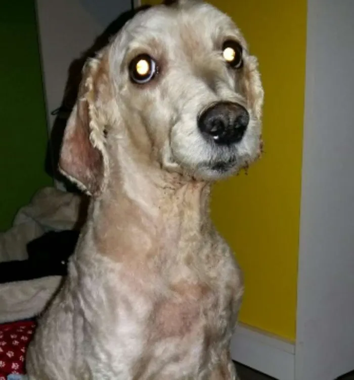 Cachorro ra a Mix de Poodle idade 6 ou mais anos nome Snow