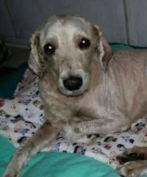 Cachorro raça Mix de Poodle idade 6 ou mais anos nome Snow