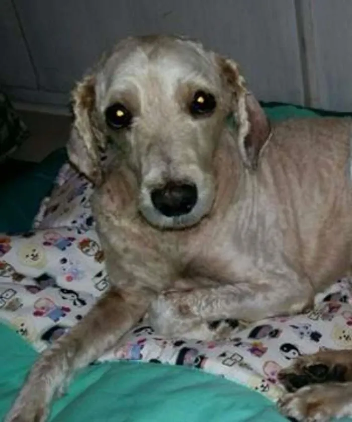 Cachorro ra a Mix de Poodle idade 6 ou mais anos nome Snow