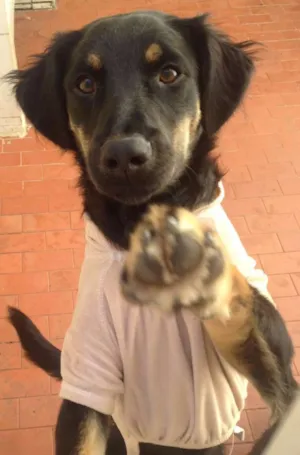 Cachorro raça SRD idade 7 a 11 meses nome Meggie