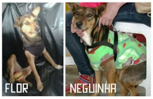 Cachorro raça SRD idade 1 ano nome Flor e Neguinha