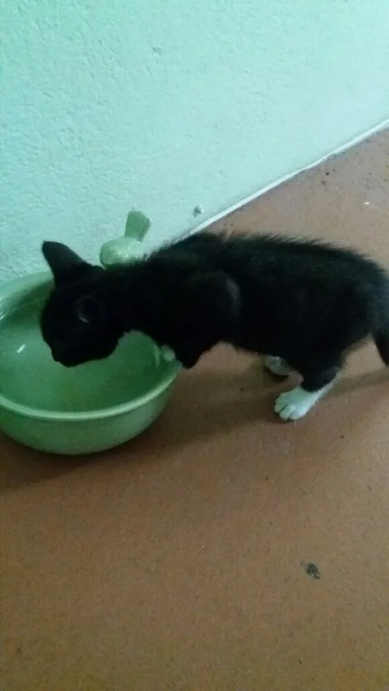 Gato raça Vira lata idade Abaixo de 2 meses nome Tedy