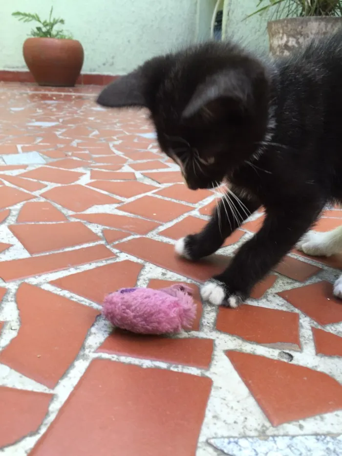 Gato raça Vira lata idade Abaixo de 2 meses nome Tedy