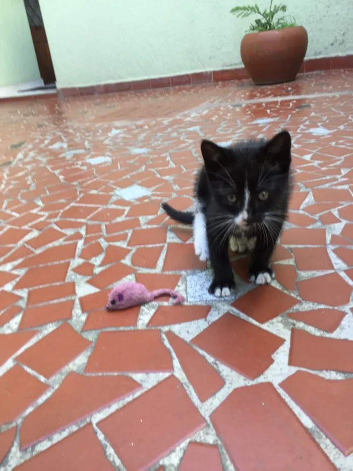 Gato raça Vira lata idade Abaixo de 2 meses nome Tedy