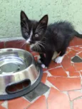 Gato raça Vira lata idade Abaixo de 2 meses nome Tedy