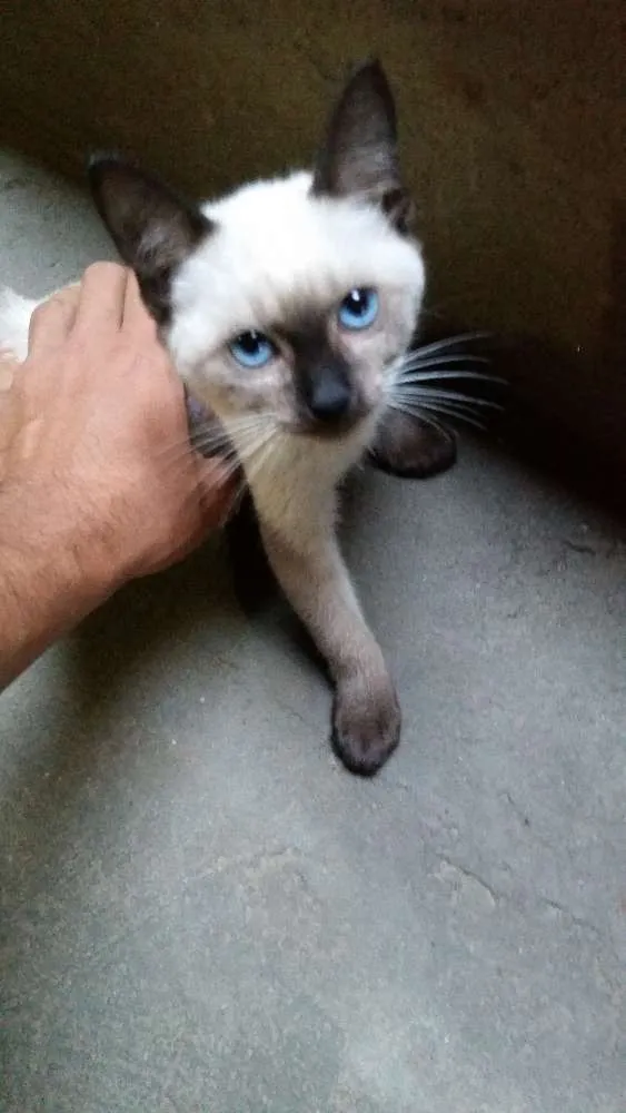 Gato raça  idade 2 a 6 meses nome Nina