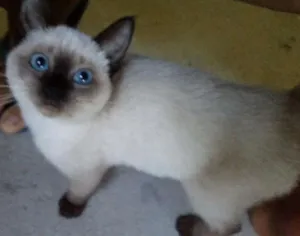 Gato raça  idade 2 a 6 meses nome Nina