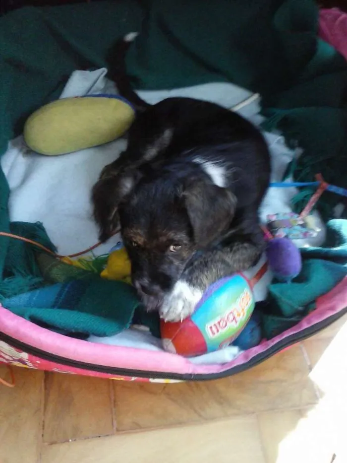 Cachorro ra a  idade Abaixo de 2 meses nome RAMOM