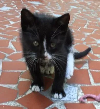 Gato raça Vira lata idade Abaixo de 2 meses nome Tedy