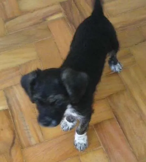 Cachorro ra a  idade Abaixo de 2 meses nome RAMOM