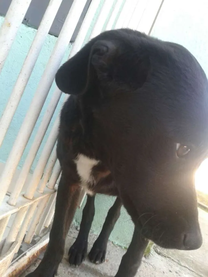 Cachorro ra a vira lata idade 2 a 6 meses nome Café