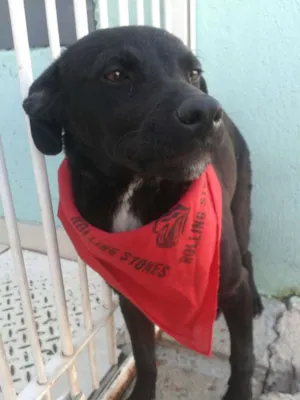 Cachorro raça vira lata idade 2 a 6 meses nome Café