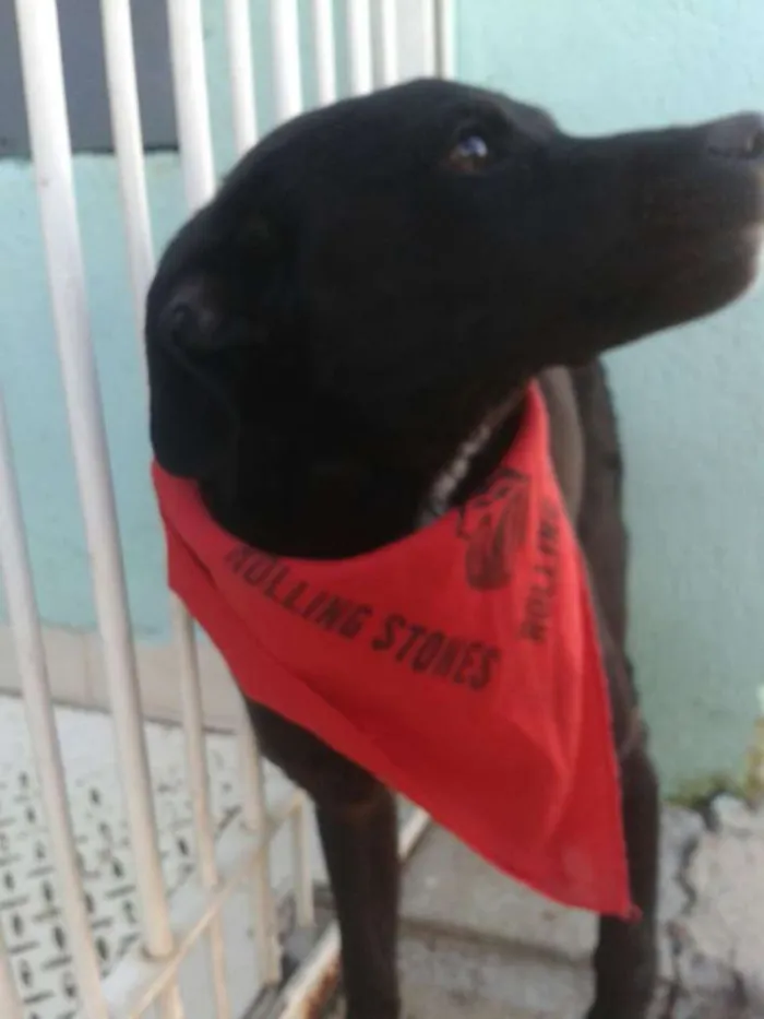 Cachorro ra a vira lata idade 2 a 6 meses nome Café
