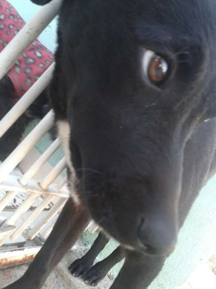 Cachorro ra a vira lata idade 2 a 6 meses nome Café