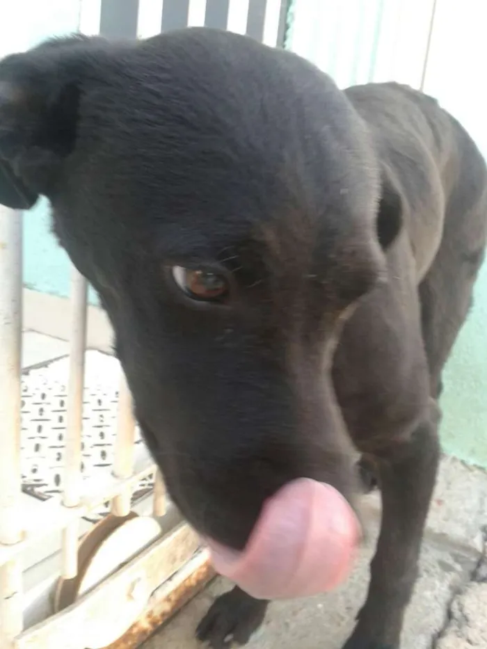 Cachorro ra a vira lata idade 2 a 6 meses nome Café
