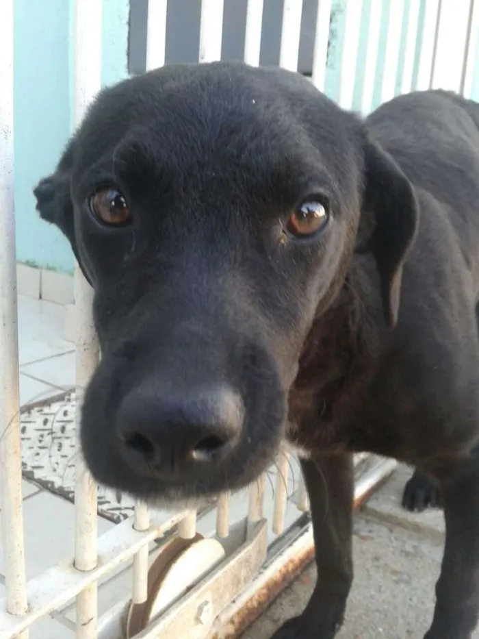 Cachorro ra a vira lata idade 2 a 6 meses nome Café