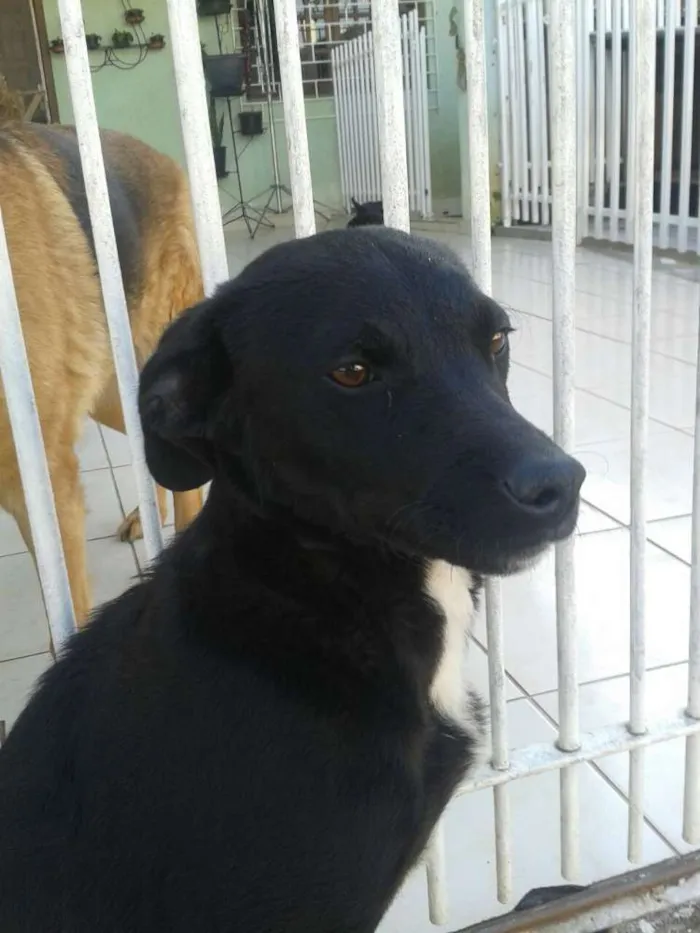 Cachorro ra a vira lata idade 2 a 6 meses nome Café