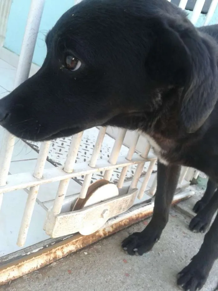Cachorro ra a vira lata idade 2 a 6 meses nome Café