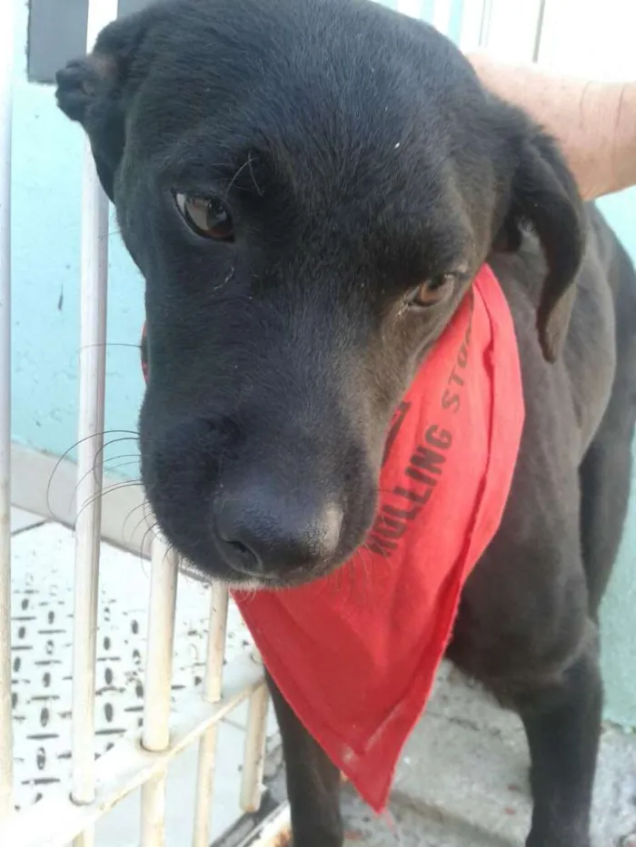 Cachorro ra a vira lata idade 2 a 6 meses nome Café