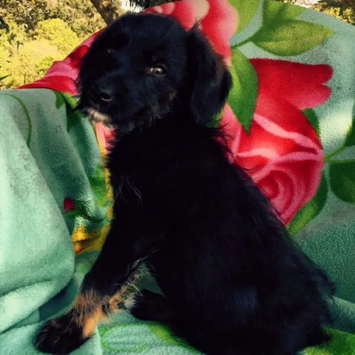 Cachorro ra a SRD idade 2 a 6 meses nome Puppy
