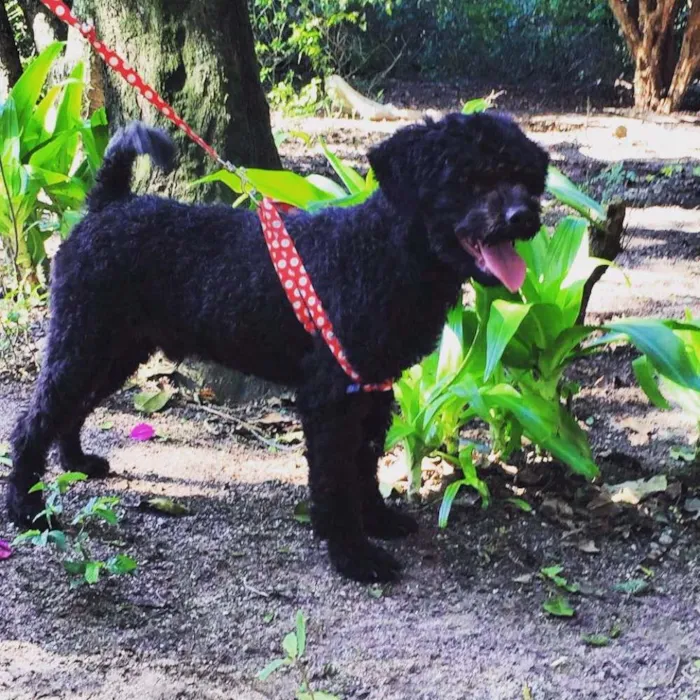 Cachorro ra a Poodle idade 7 a 11 meses nome Bobby