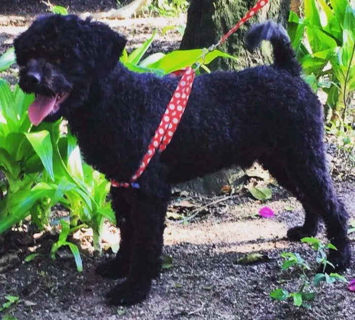 Cachorro ra a Poodle idade 7 a 11 meses nome Bobby
