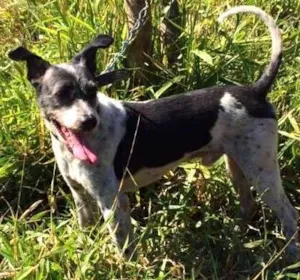 Cachorro raça SRD idade 3 anos nome Coragem
