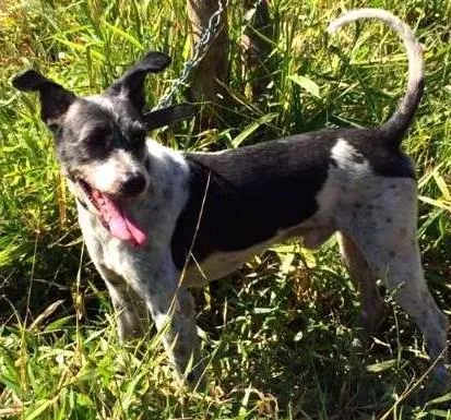 Cachorro ra a SRD idade 3 anos nome Coragem