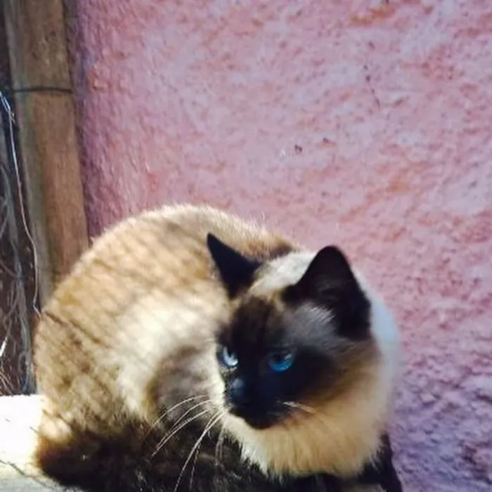 Gato ra a Siamês idade  nome Cherrie