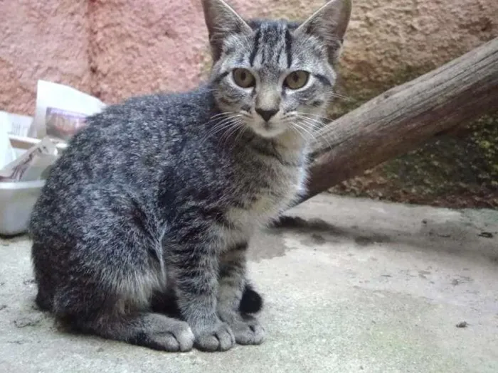 Gato ra a SRD idade 2 a 6 meses nome Leo 