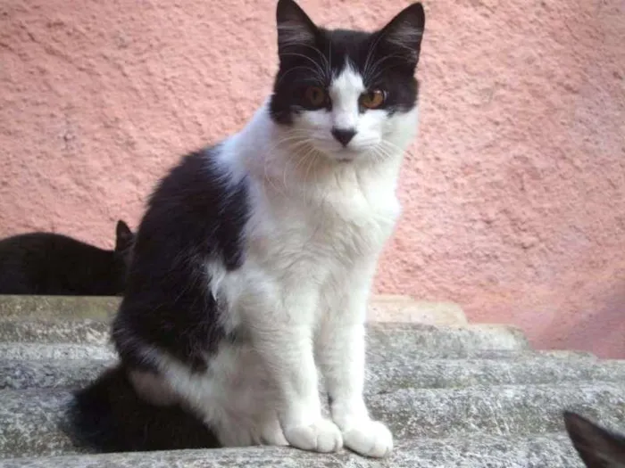 Gato ra a SRD idade 7 a 11 meses nome Cora 