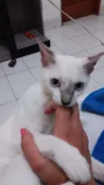 Nala