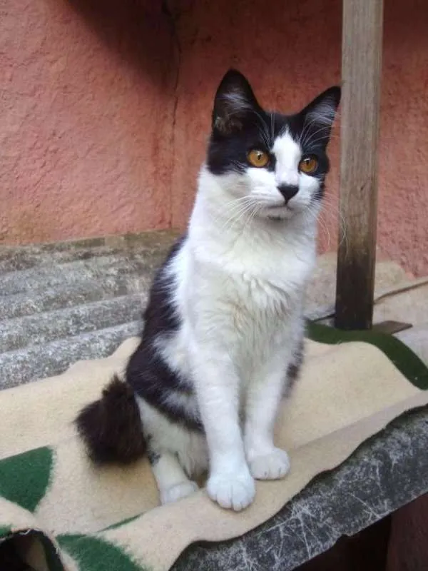 Gato ra a SRD idade 7 a 11 meses nome Cora 
