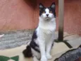 Cora 