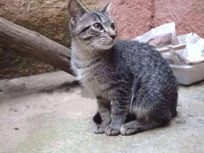 Gato ra a SRD idade 2 a 6 meses nome Leo 
