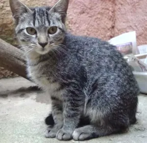 Gato raça SRD idade 2 a 6 meses nome Leo 
