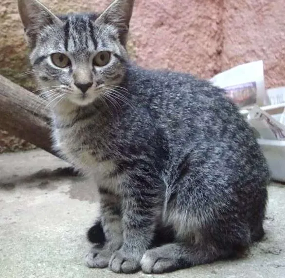 Gato ra a SRD idade 2 a 6 meses nome Leo 
