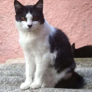 Gato raça SRD idade 7 a 11 meses nome Cora 