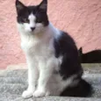 Cora