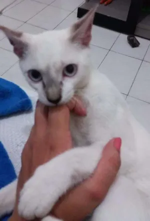 Gato raça SRD idade 2 a 6 meses nome Nala