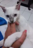 Nala